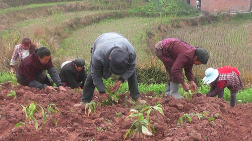 重庆香龙镇黑石村村民种黄精 脱贫致富奔小康(图2)